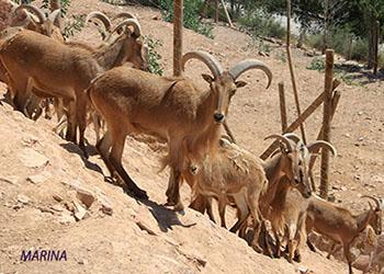 Зоопарк «Terra Natura Murcia»