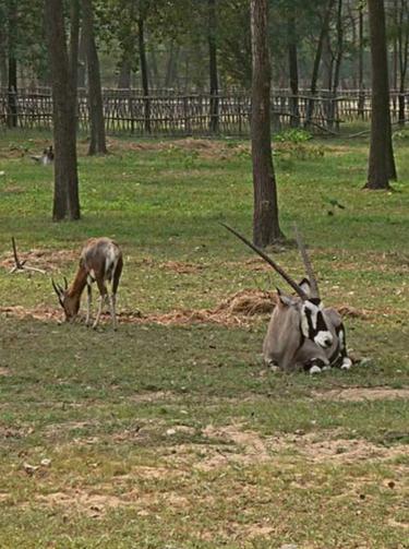 zoopark-terra-natura-murcia